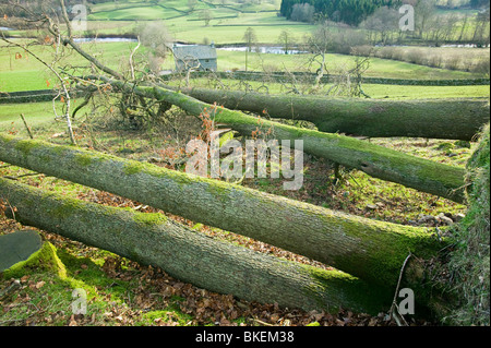 Oak trees toppled by severe storm force winds in January 2005 near Ambleside,Cumbria, UK. Stock Photo