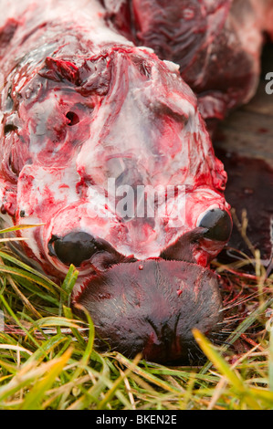 A spotted seal skinned by an Inuit on Shishmaref a tiny island between ...