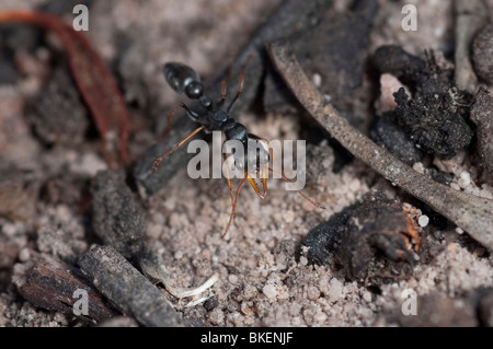 The dangerous Australian jack jumper ant has powerful venom Stock Photo