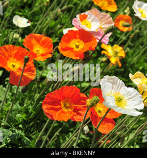 Papaver alpinum (Alpine Poppy) ,  Paris, France, Europe Stock Photo