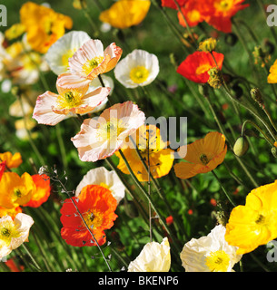 Papaver alpinum (Alpine Poppy) Stock Photo