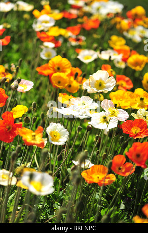 Papaver alpinum (Alpine Poppy) Paris, France, Europe Stock Photo