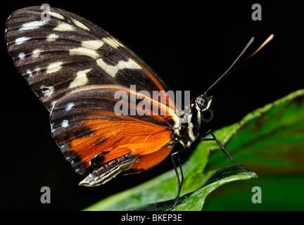 Wing texture of Eueides Isabella longwing butterfly on a leaf against black background Stock Photo