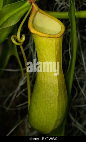 Pitcher plant nepenthes a vine and carnivorous tropical plant Stock Photo