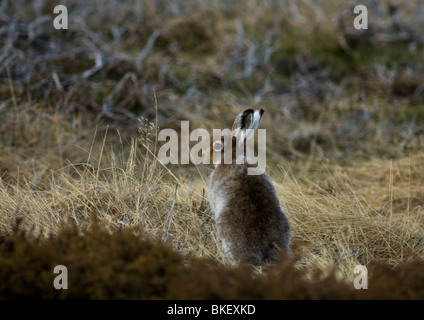 Scottish mountain Hare, Lepus timidus, in Spring coat.  SCO 6186 Stock Photo