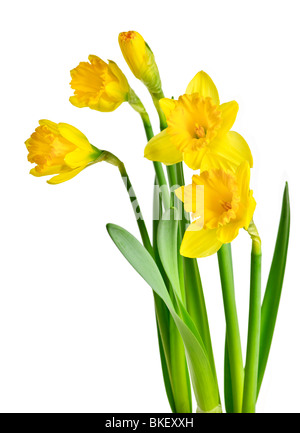 Spring yellow daffodil flowers isolated on white background Stock Photo