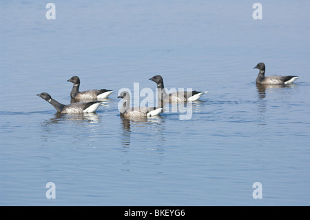 Dark-bellied Brent Geese (Branta bernicla bernicla), Freiston Shore, Lincolnshire, UK Stock Photo