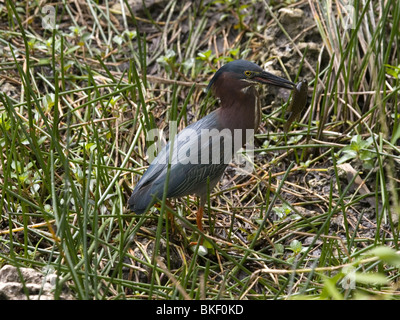 Green heron with fish. Stock Photo