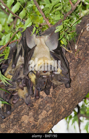A colony of African straw-colored fruit bats (Eidolon helvum) Stock Photo