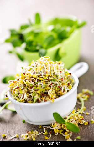 Fresh alfalfa and sunflower sprouts in cups Stock Photo