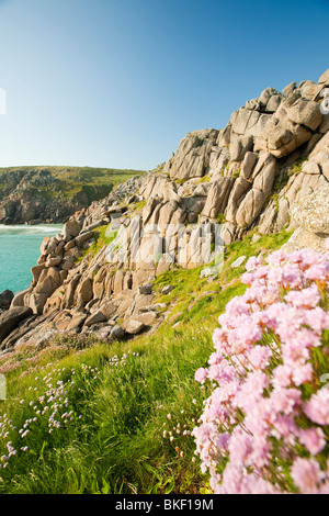 Sea Pinks flowering on Logan rock headland at Porthcurno in Cornwall, UK Stock Photo