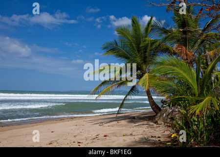 Palm trees line the coast near Rincon in western Puerto Rico. Stock Photo