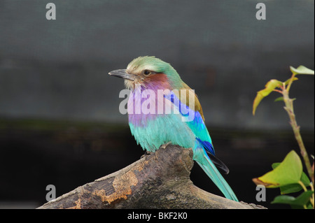 Lilac-breasted Roller, Coracias caudata Stock Photo
