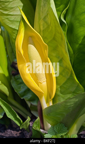 Yellow Skunk Cabbage Stock Photo