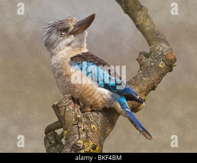 Blue-Winged Kookaburra (dacelo leachii) Stock Photo