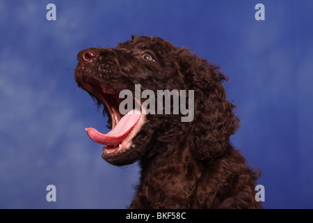 irish water spaniel puppy Stock Photo