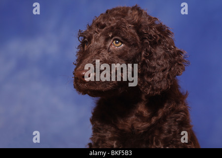 irish water spaniel puppy Stock Photo
