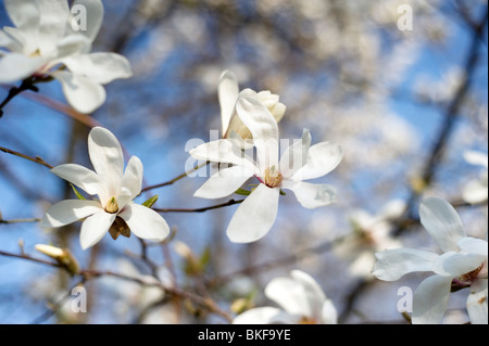 Beautiful white magnolia tree in spring blossom Stock Photo