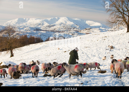 A farmer feeding his flock of sheep with the Coniston fells in winter snow in the Lake District, UK. Stock Photo