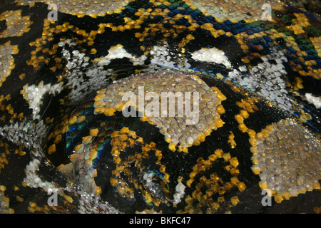 Skin Pattern On Reticulated Python Python reticulatus Taken at Chester Zoo, UK Stock Photo