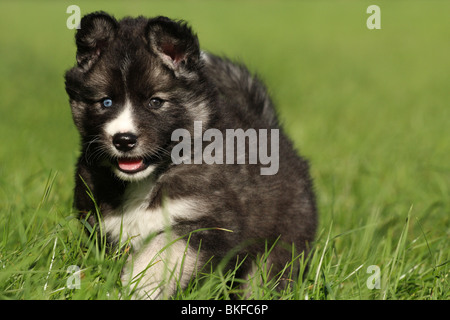 running Siberian Husky puppy Stock Photo