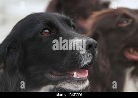 Working Cocker Spaniels on a pheasant shoot Stock Photo