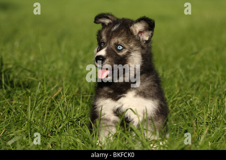 Siberian Husky puppy Stock Photo