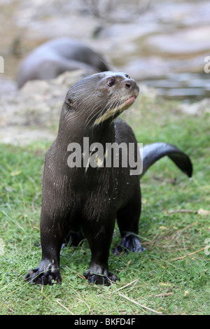 Giant Otter Pteronura brasiliensis Taken at Chester Zoo, UK Stock Photo