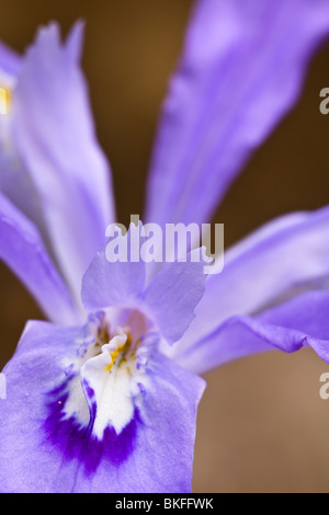 The Crested Dwarf Iris (Iris Cristata) is a wildflower in the Iris family blooming in the spring in rich woodlands.  It is approximately 4-6' tall and has pale lavendar petals. Stock Photo