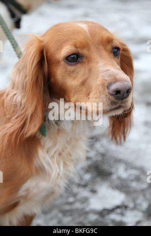 Working Cocker Spaniel, Golden color.  Working on a pheasant shoot. Stock Photo