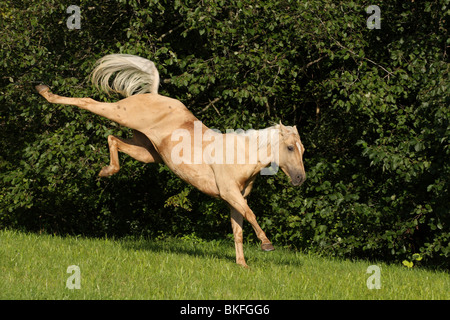 galoppierendes Quarter Horse / galloping Quarter Horse Stock Photo