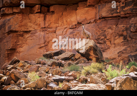 Desert Bighorn Sheep on cliffs above Colorado River, in Grand Canyon National Park, Arizona, USA Stock Photo