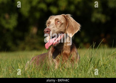 liegender Langhaarweimaraner / lying longhaired weimaraner Stock Photo