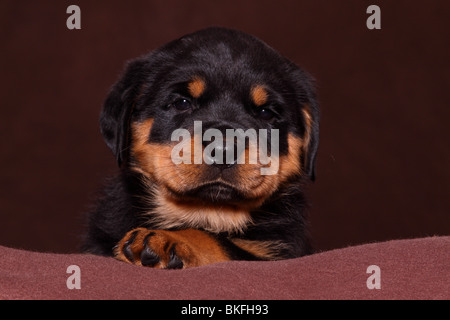 Rottweiler Welpe / Rottweiler puppy Stock Photo