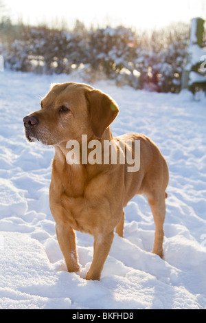Golden Labrador in a snow covered field. Gun dog on a pheasant shoot Stock Photo