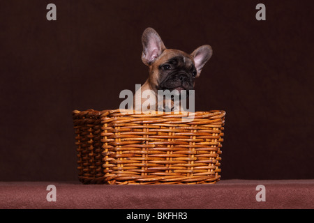 Französische Bulldogge Welpe / French Bulldog Puppy Stock Photo