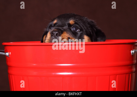 Rottweiler Welpe / Rottweiler puppy Stock Photo