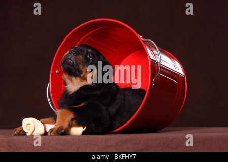 Rottweiler Welpe / Rottweiler puppy Stock Photo