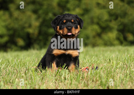 Rottweiler Welpe / Rottweiler puppy Stock Photo