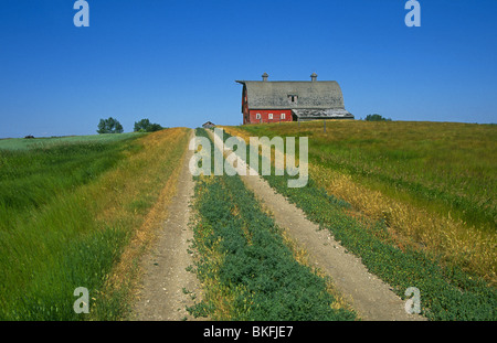 A country farm road through a wheat field toward an old red barn in Saskatchewan Canada Stock Photo