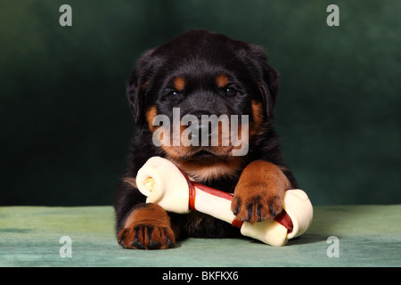 Rottweiler Welpe / Rottweiler puppy Stock Photo