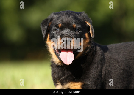 Rottweiler Welpe / Rottweiler puppy Stock Photo