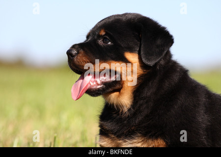 Rottweiler Welpe / Rottweiler puppy Stock Photo