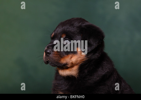 Rottweiler Welpe / Rottweiler puppy Stock Photo