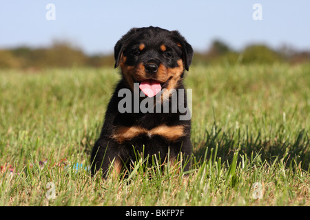 Rottweiler Welpe / Rottweiler puppy Stock Photo