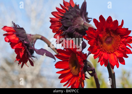 Red Sunflowers on blue sky blur background closeup from below low angle large high resolution pictures images horizontal in USA US hi-res Stock Photo
