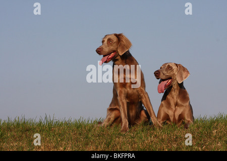 Weimaraner Stock Photo