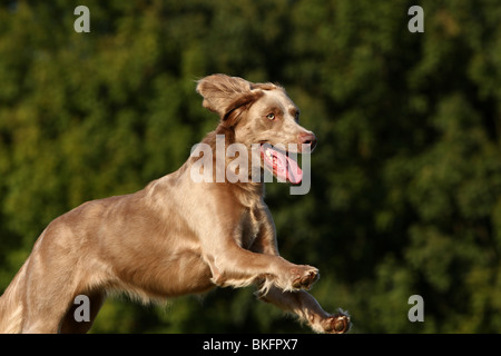 rennender Langhaarweimaraner / running longhaired weimaraner Stock Photo