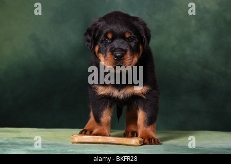 Rottweiler Welpe / Rottweiler puppy Stock Photo