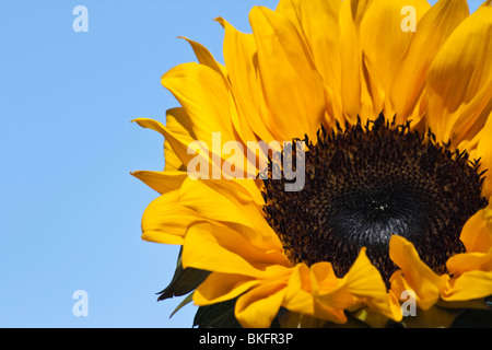 Yellow Sunflower flower on blue sky background from bellow low angle wallpapers phone for mobile wallpaper main color colour photos picture   hi-res Stock Photo